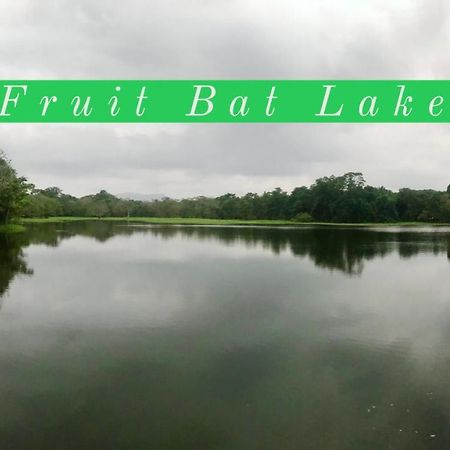 The Green Jungle Dambulla Bagian luar foto