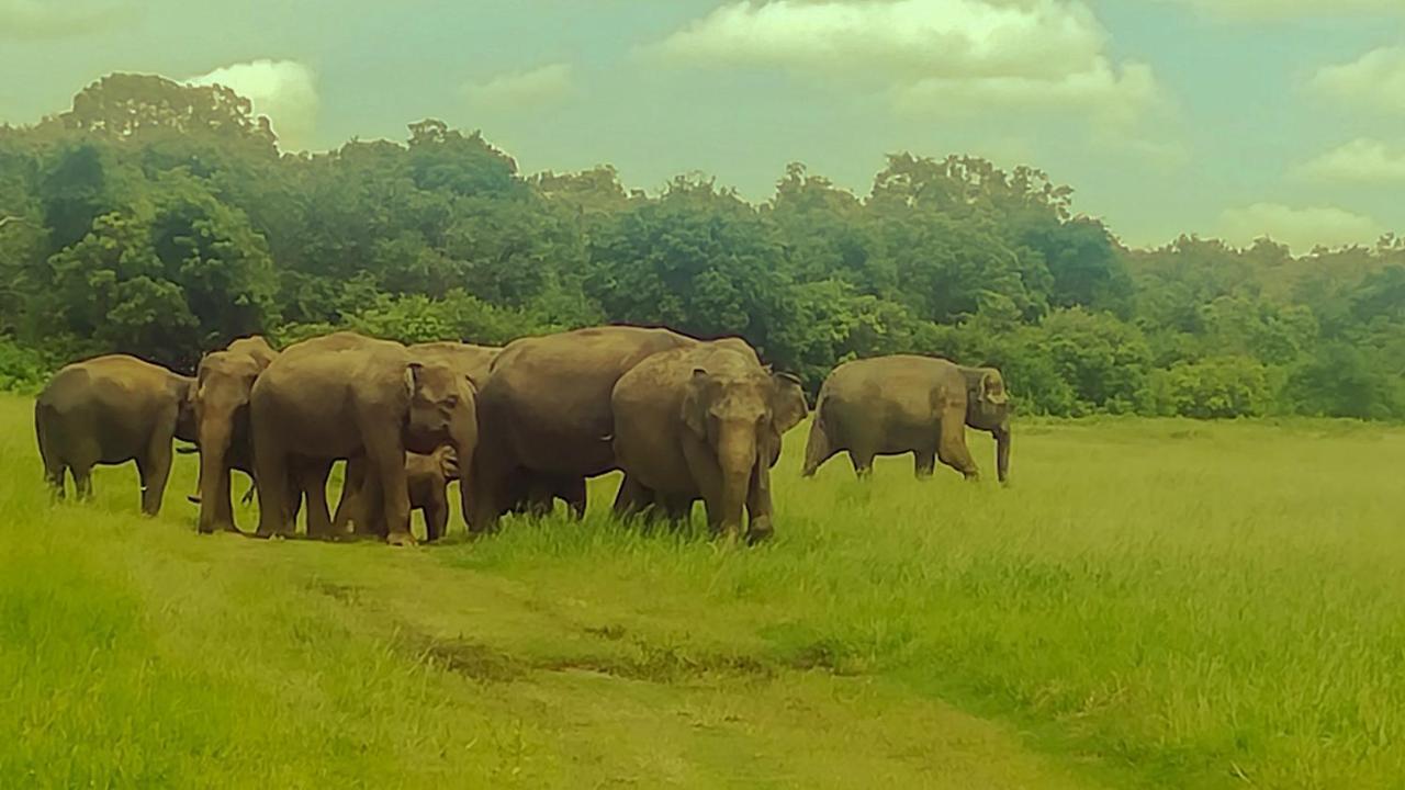 The Green Jungle Dambulla Bagian luar foto